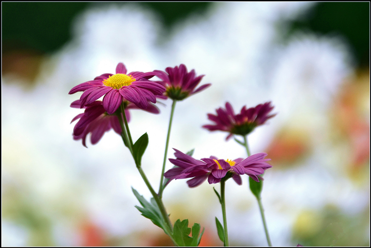 _DSC7772_.jpg