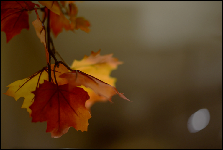 DSC_7182.jpg