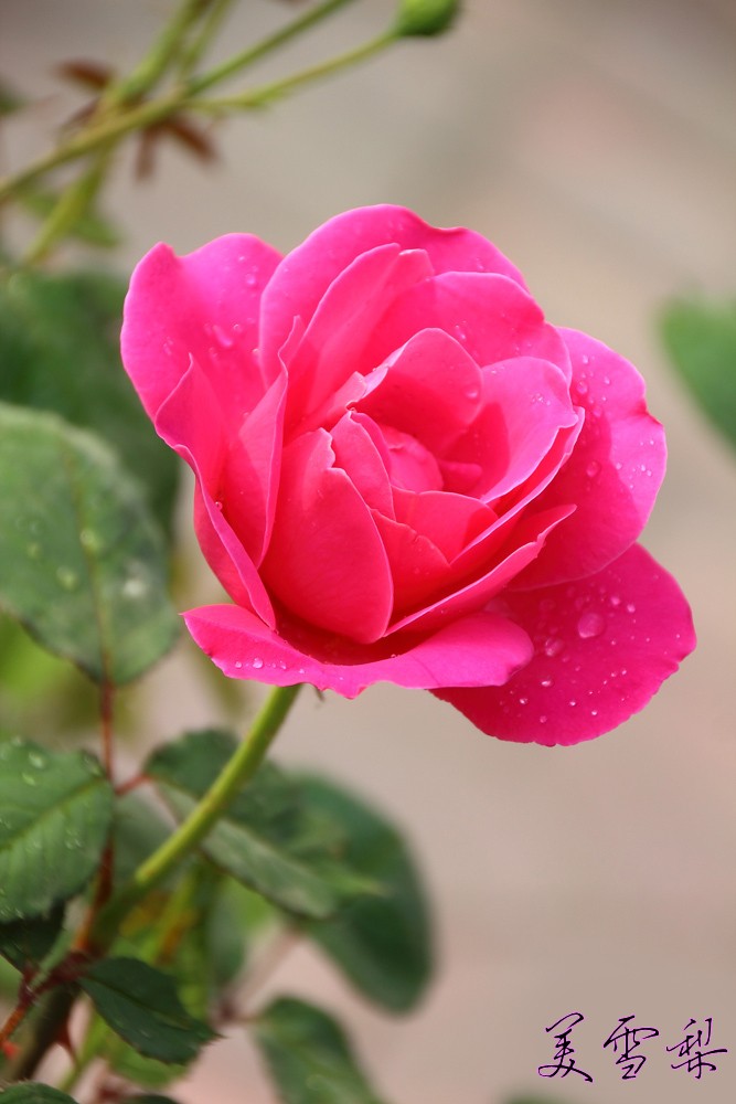 0IMG_1050.jpg