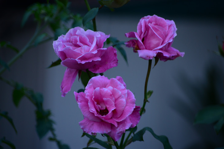DSC_4510_.jpg