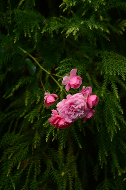 DSC_4586_.jpg