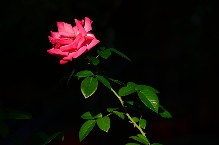 DSC_4668_.jpg