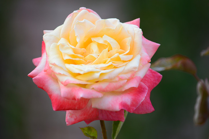 DSC_2871_.jpg
