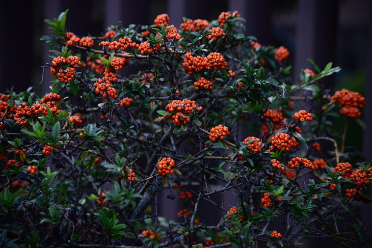 DSC_4609_.jpg