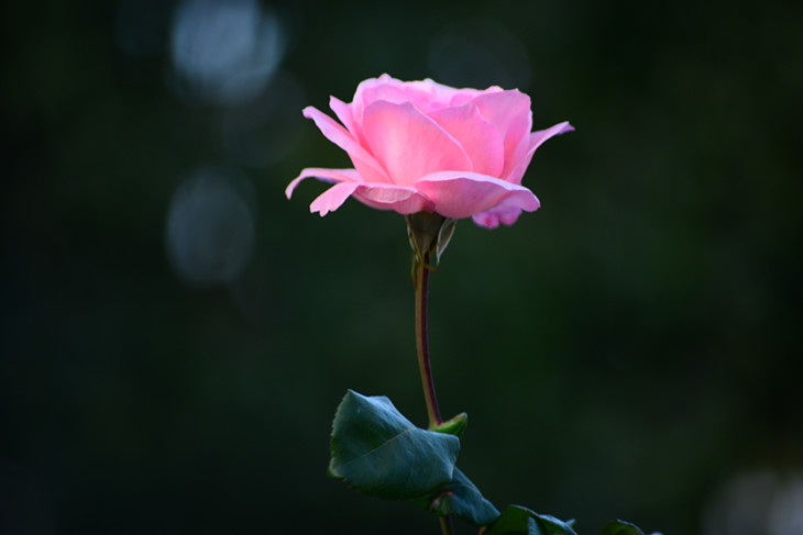 DSC_4551_.jpg