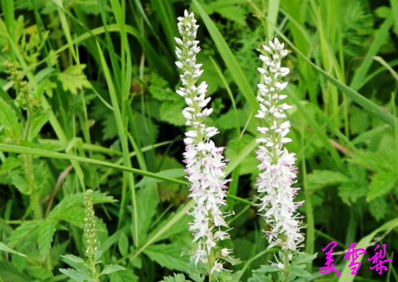 DSC_0580_conew1.jpg