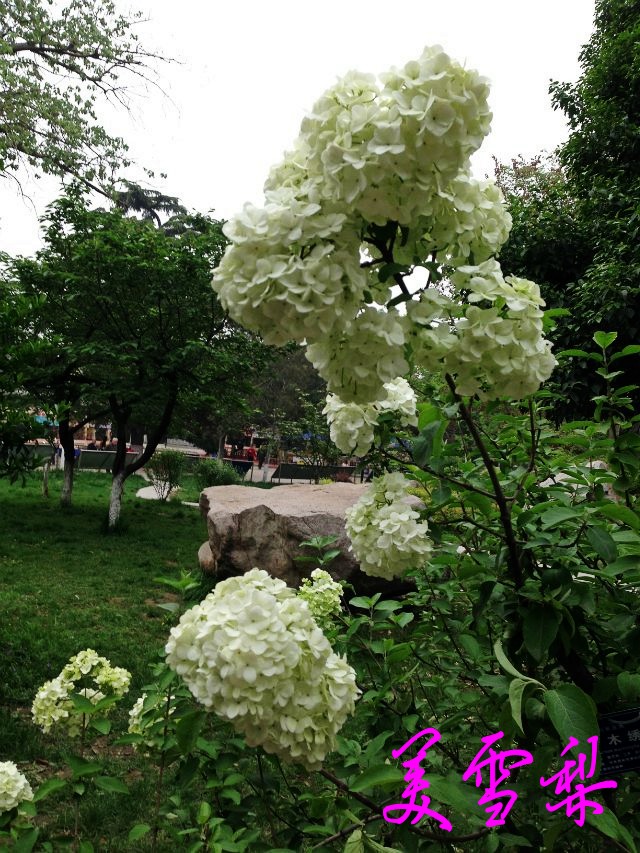 IMG_0106_conew1.jpg