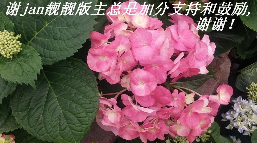 лjanǼӷֺ֧͹,лл.JPG