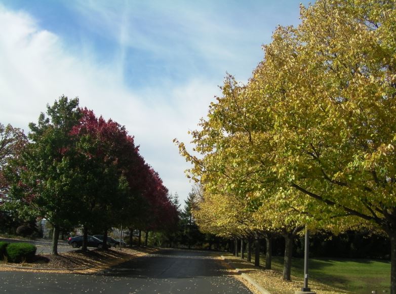 tree3.JPG