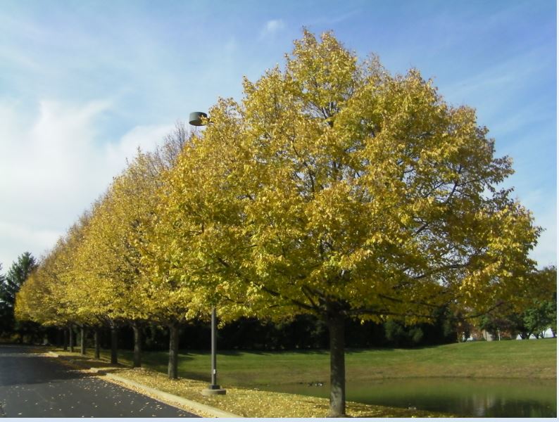tree2.JPG