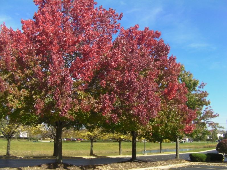 tree.JPG