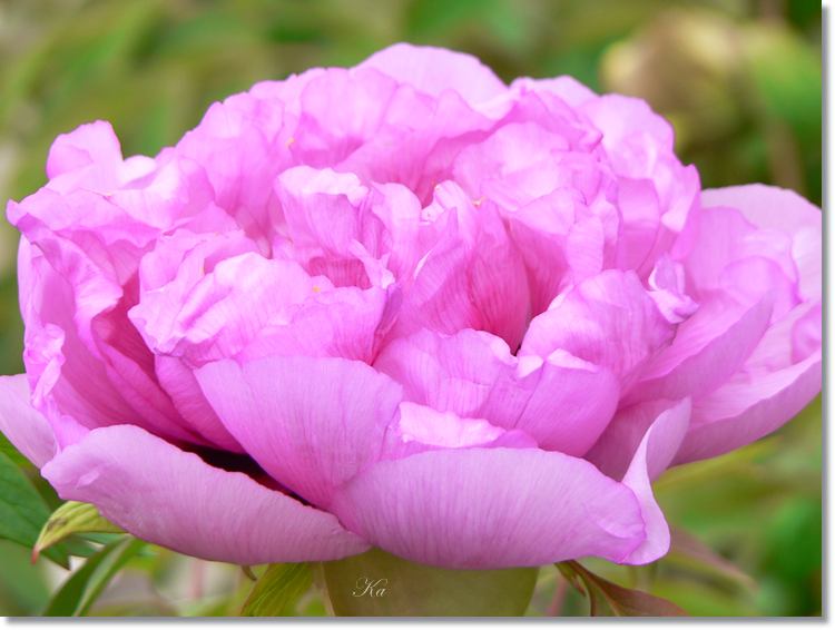 flowers 23--10--14 176.jpg