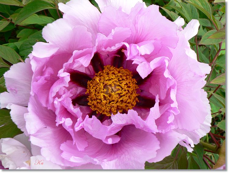 flowers 23--10--14 177.jpg