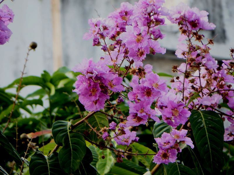 DSCF6476.jpg