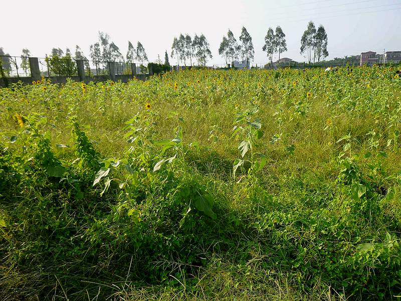 DSCF0016.jpg