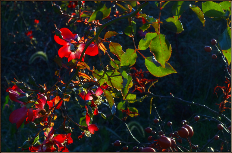 dsc00109_.jpg