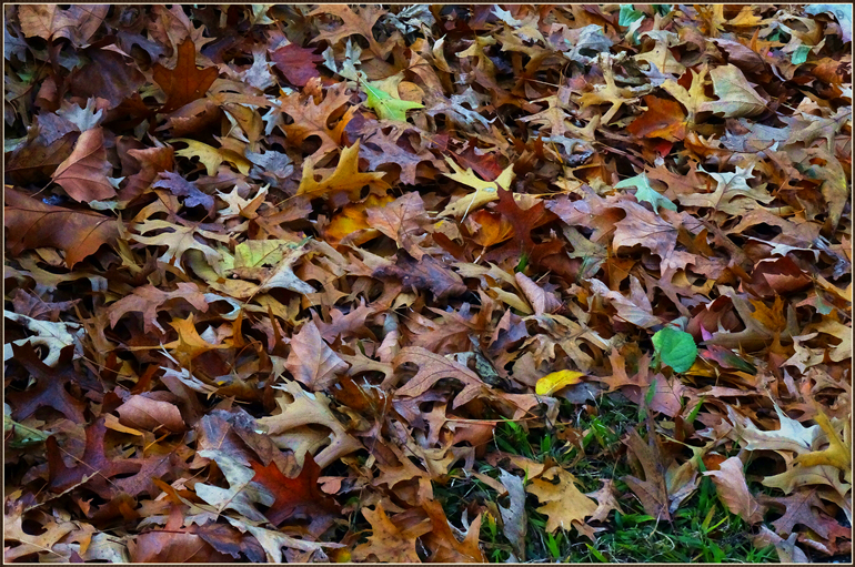 DSC08649_.jpg