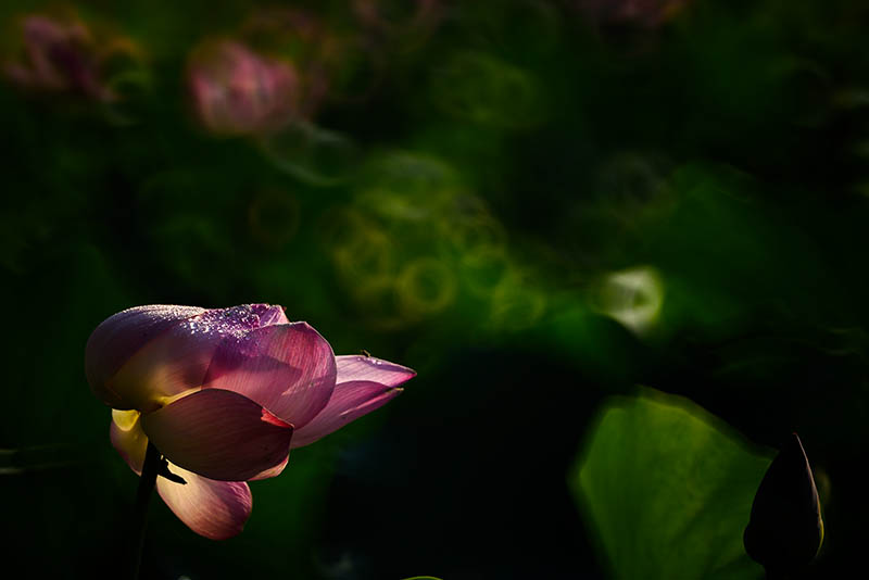 Lotus112820140047a.jpg