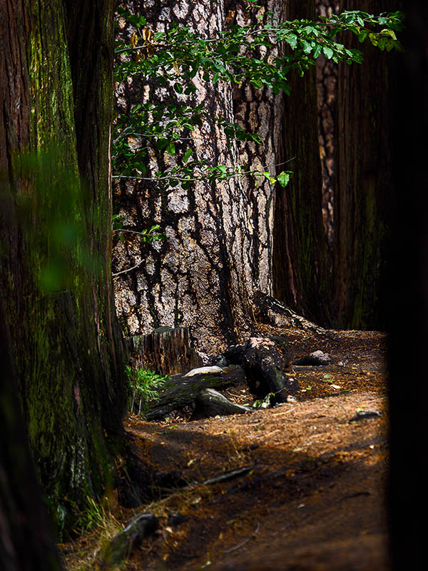 D810Yosemite110120140279a.jpg