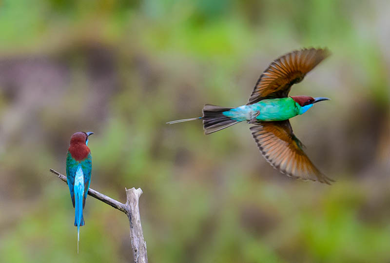 Klangbirds042420140970a.jpg