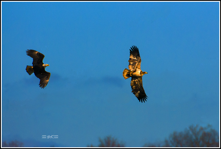 DSC_0018C.jpg