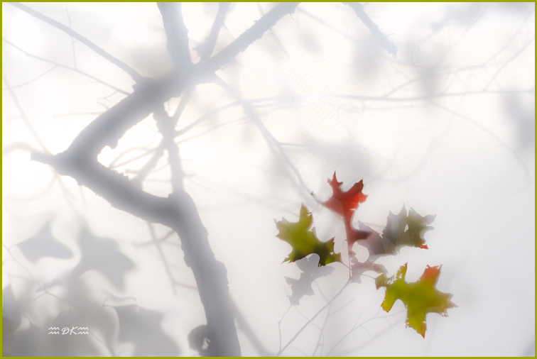 DSC_1489CA.jpg