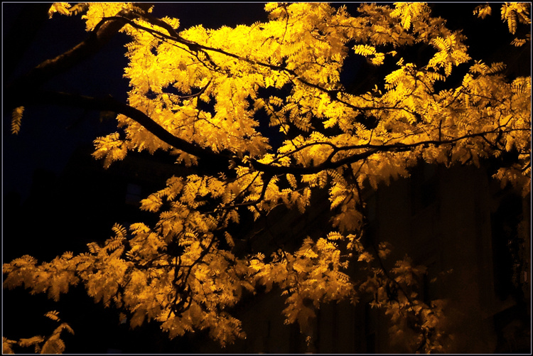 DSCN5279.jpg