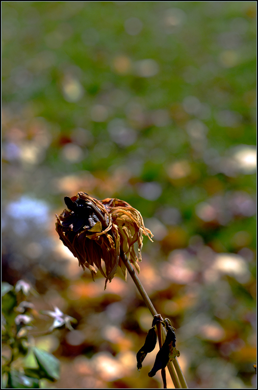 DSC_0499.jpg
