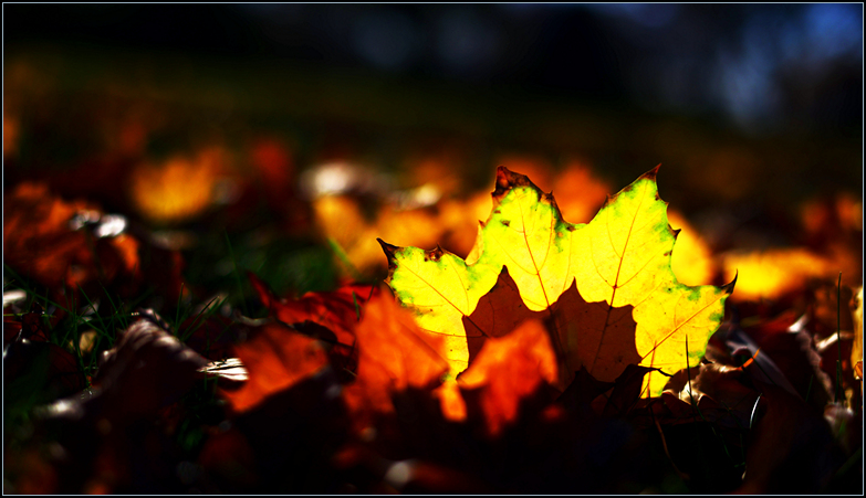 DSC_0642.jpg