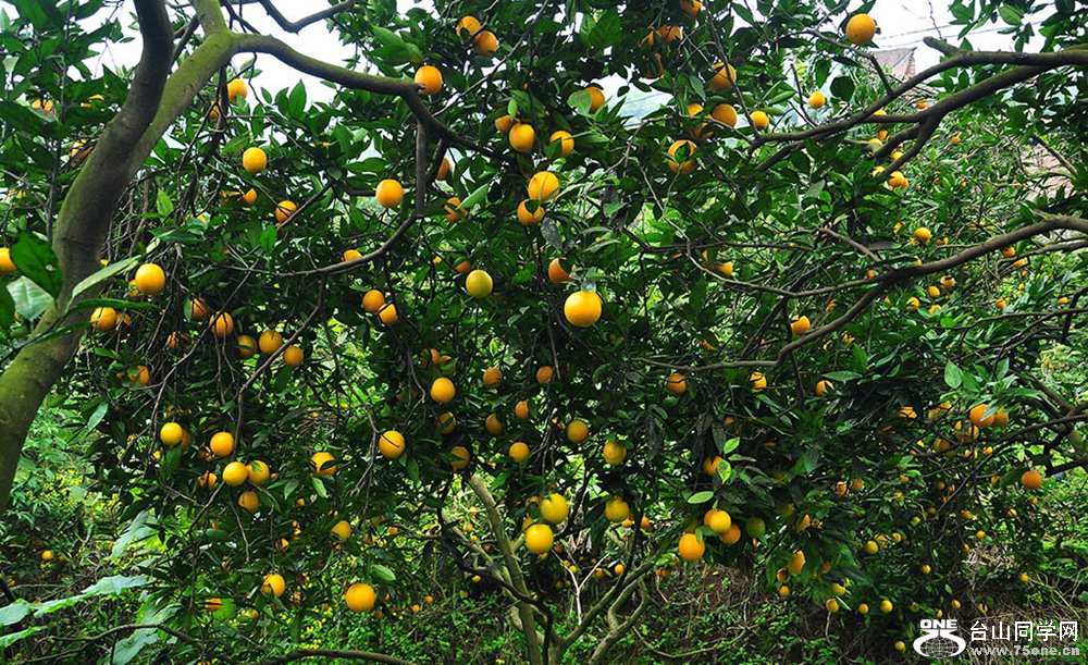 001_conew5.jpg