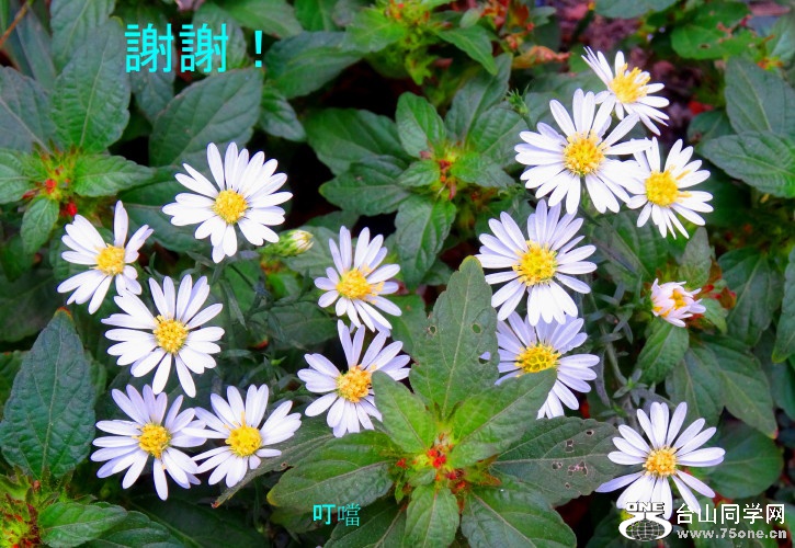DSC03646b_1.jpg