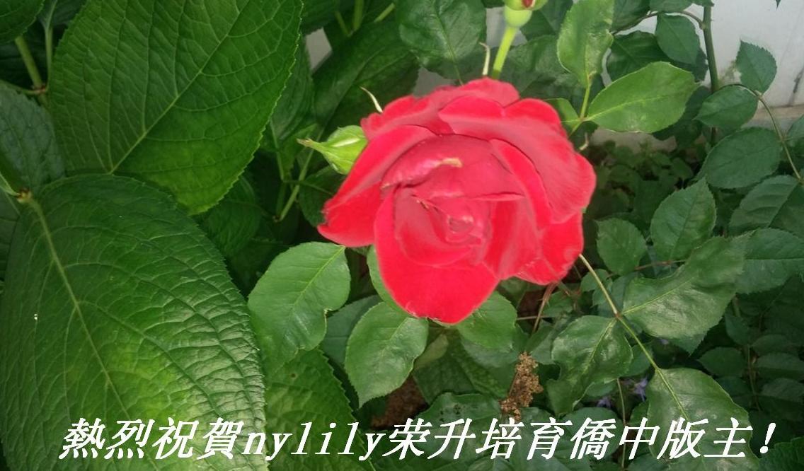 ףRnylilySа.JPG