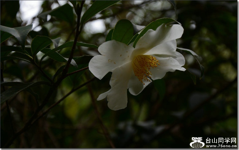 DSC_2831_1.JPG