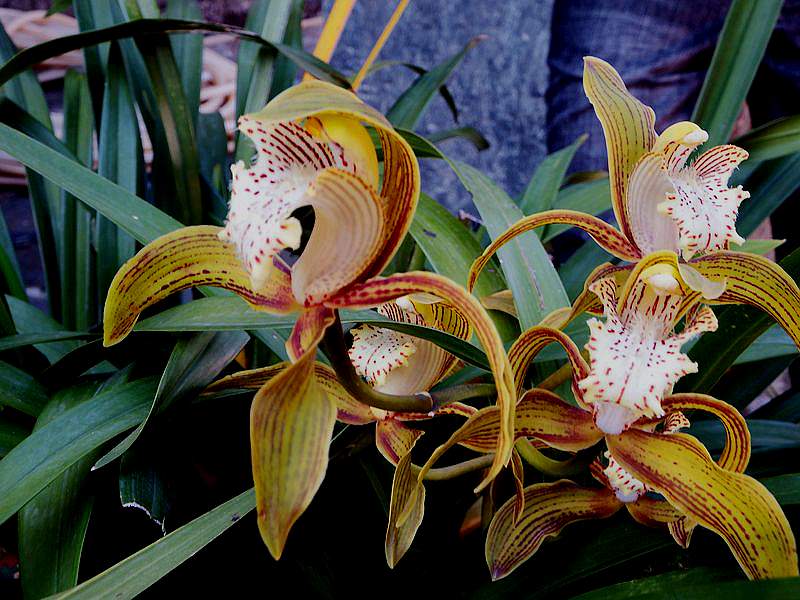 DSCF7725.jpg