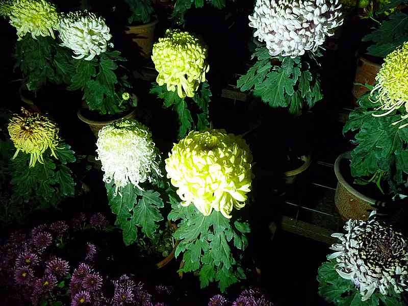 DSCF0043.jpg