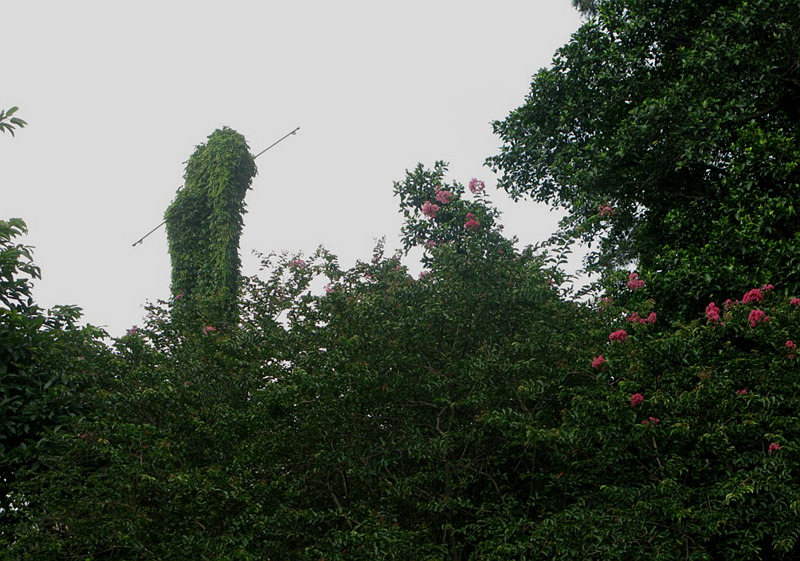 IMG_6009.jpg