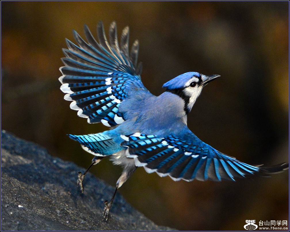 DSC_7767-2_.jpg