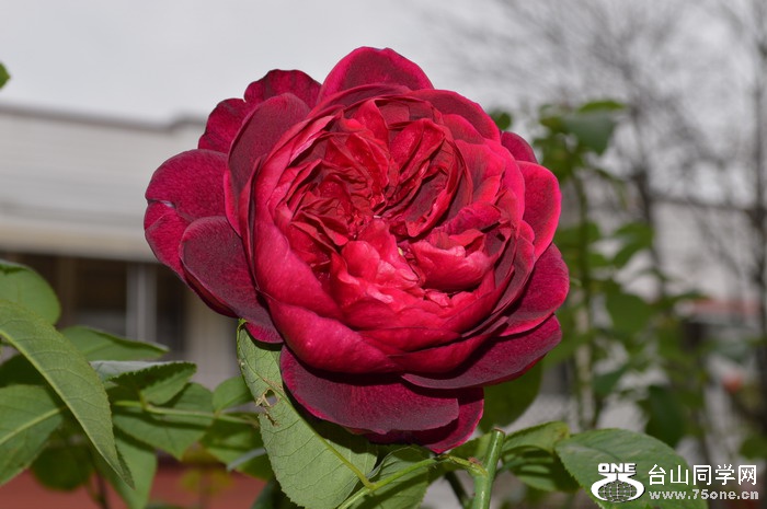 DSC_0337.JPG
