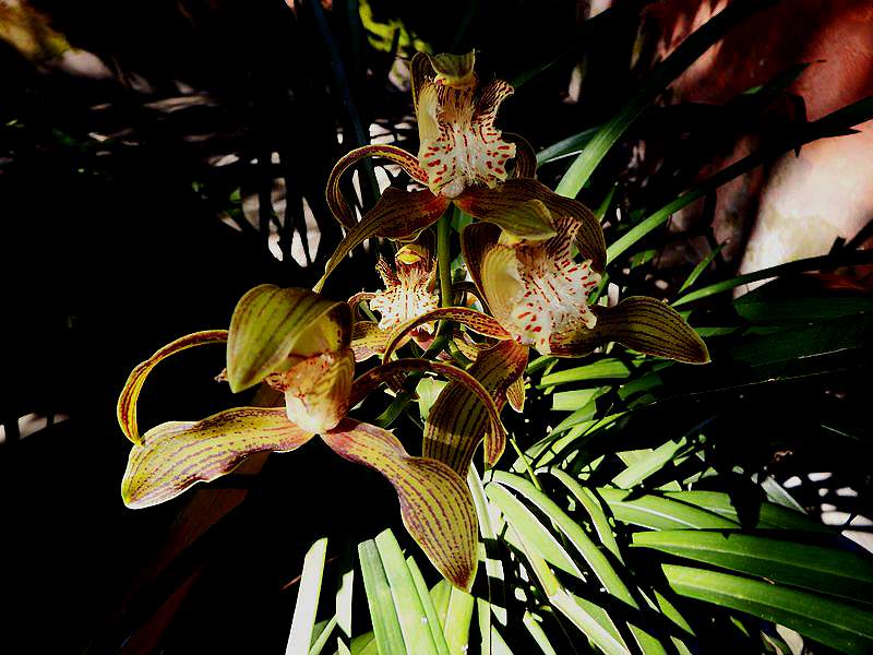 DSCF7732.jpg