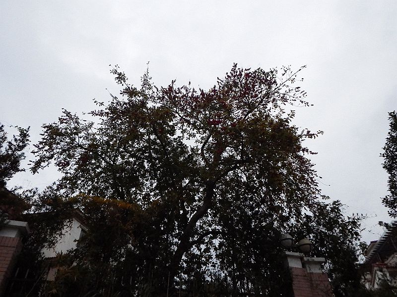 IMG_0275.jpg