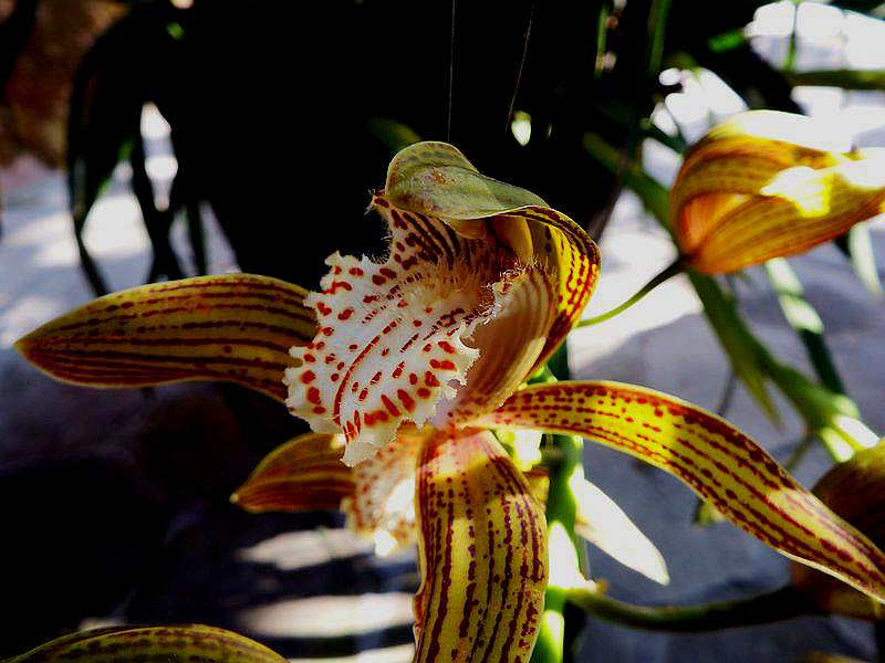 DSCF7733.jpg