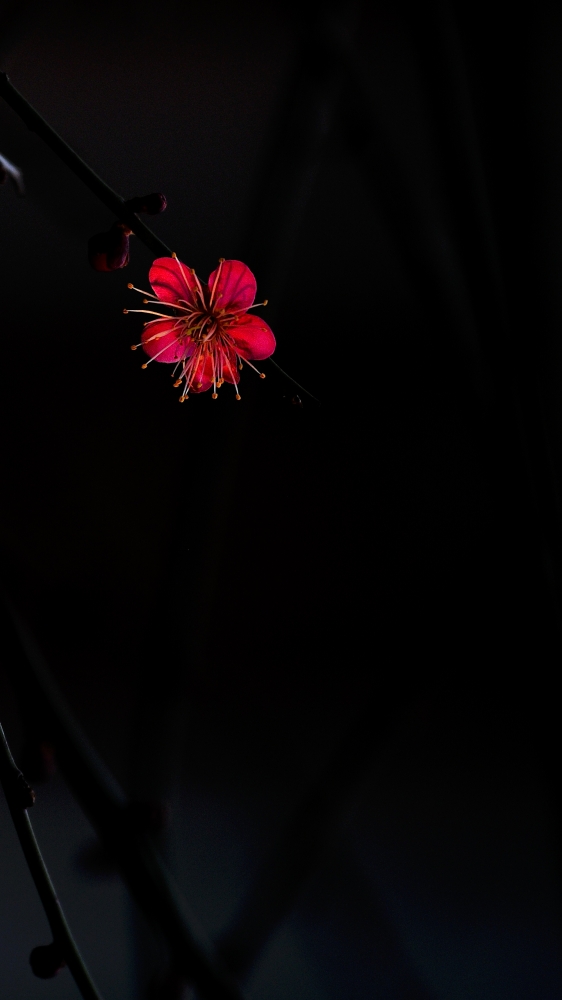 _DSC5630_01.JPG