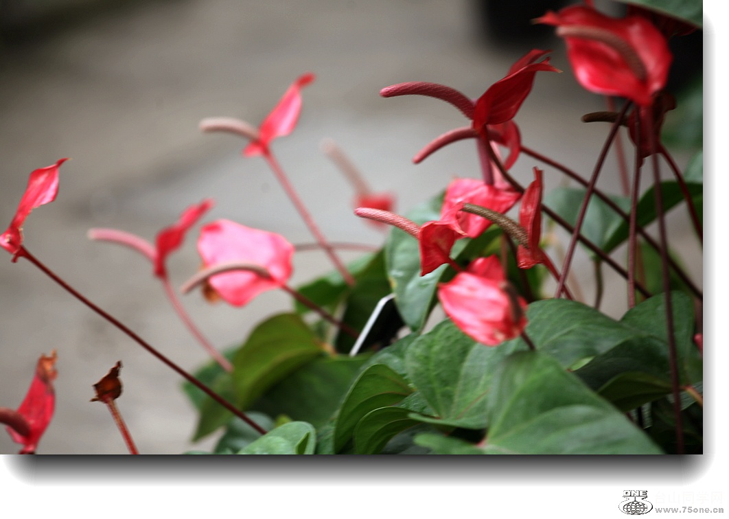 IMG_2900a.jpg