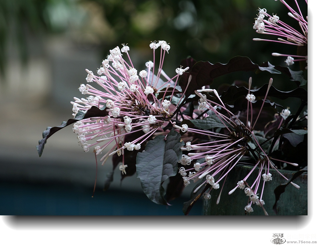 IMG_2861a.jpg