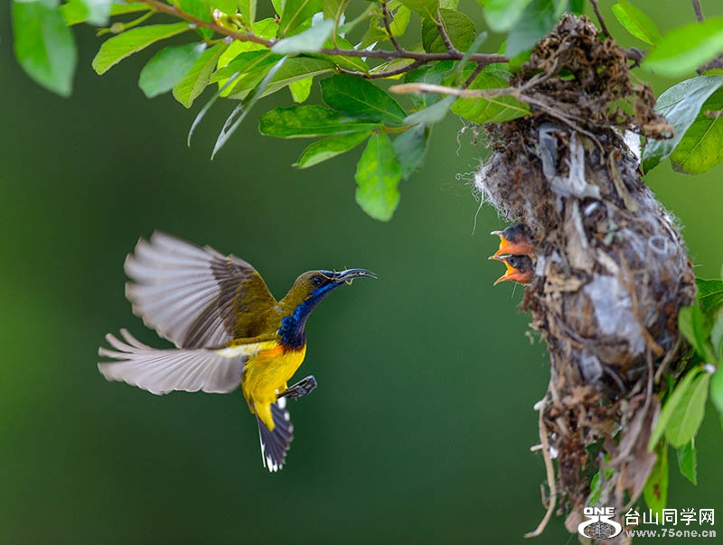 Bantingbird010920150366a.jpg