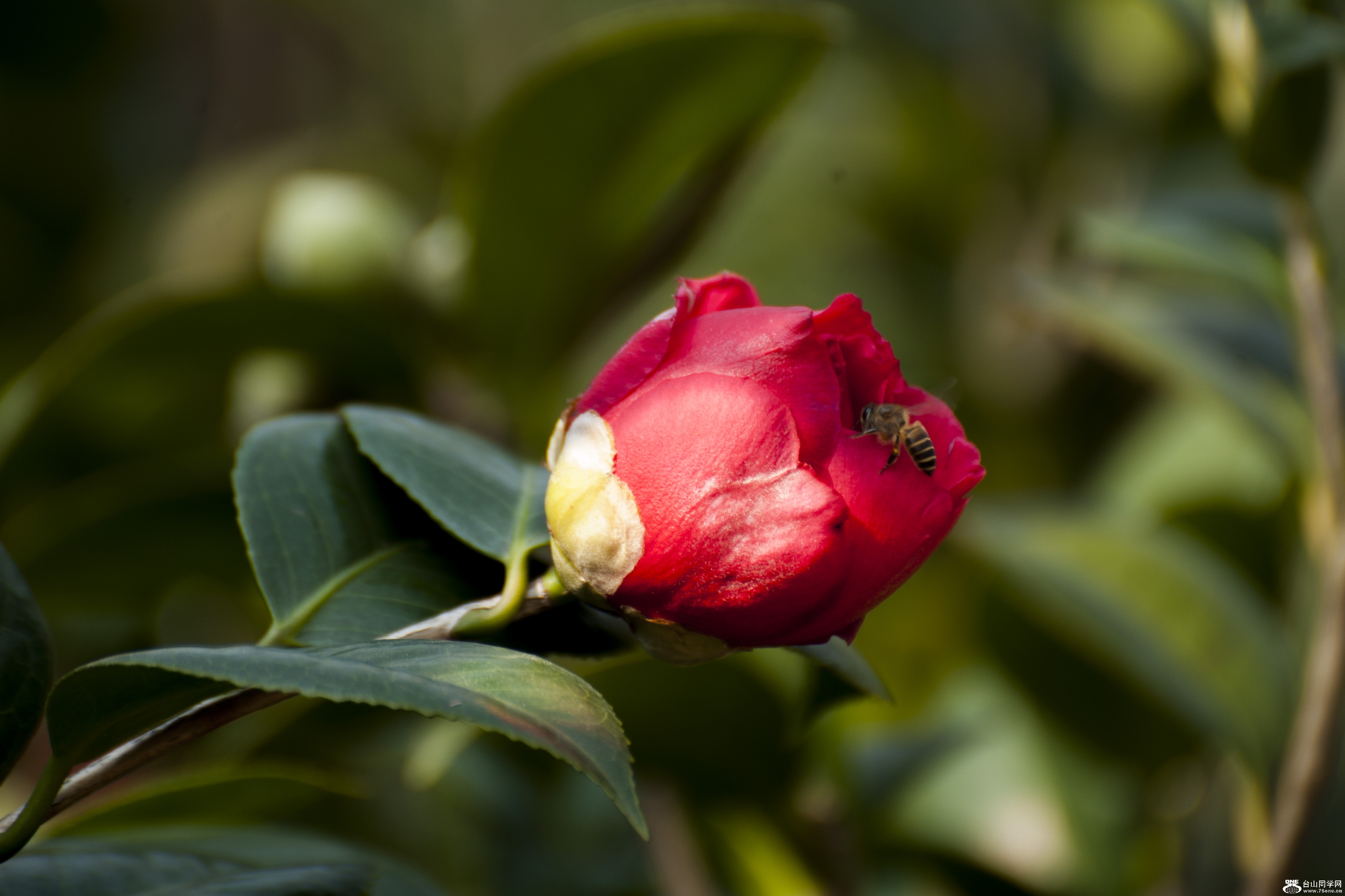  (2) DSC_0172.jpg