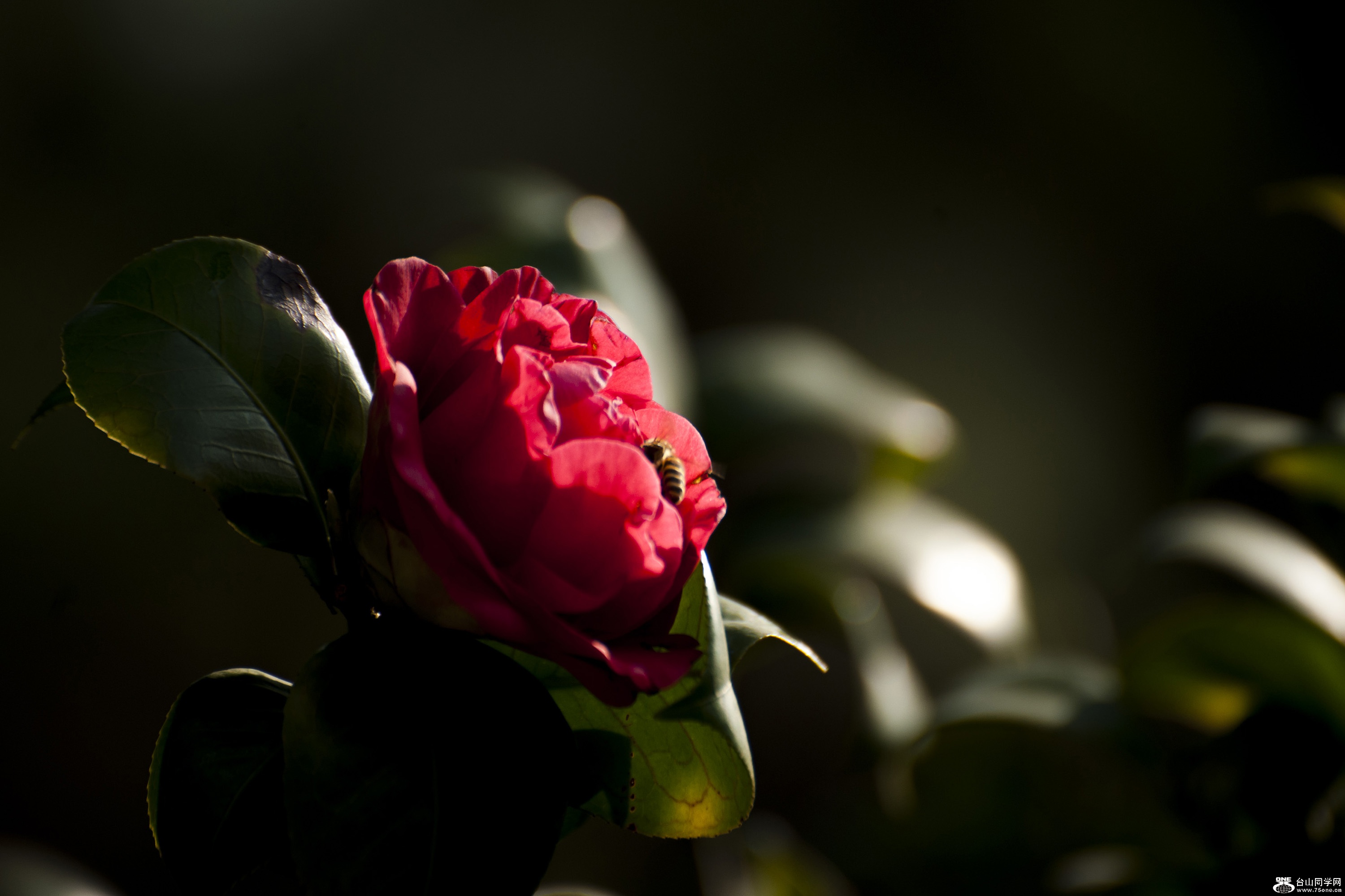 DSC_0116.jpg