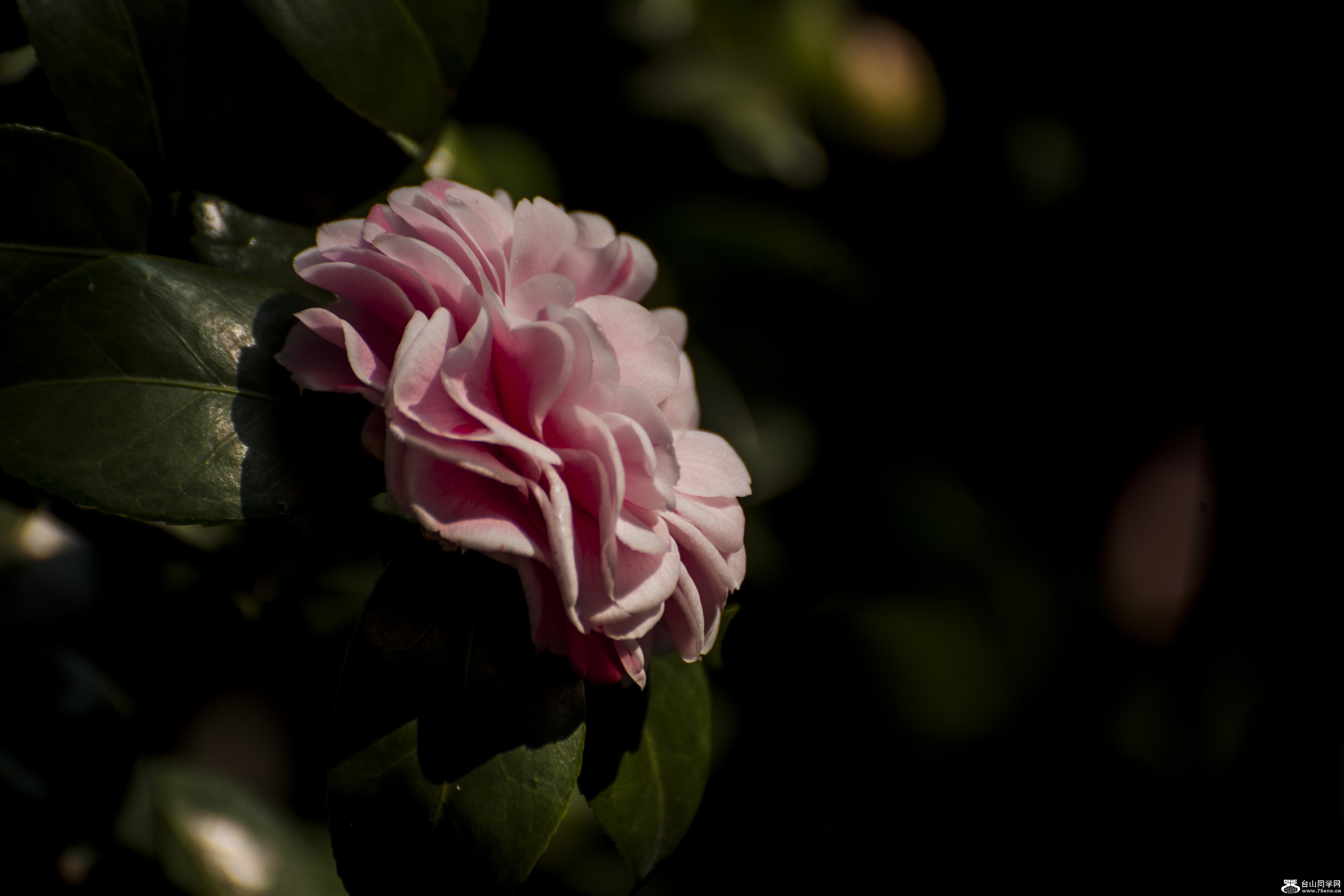 DSC_0127.jpg