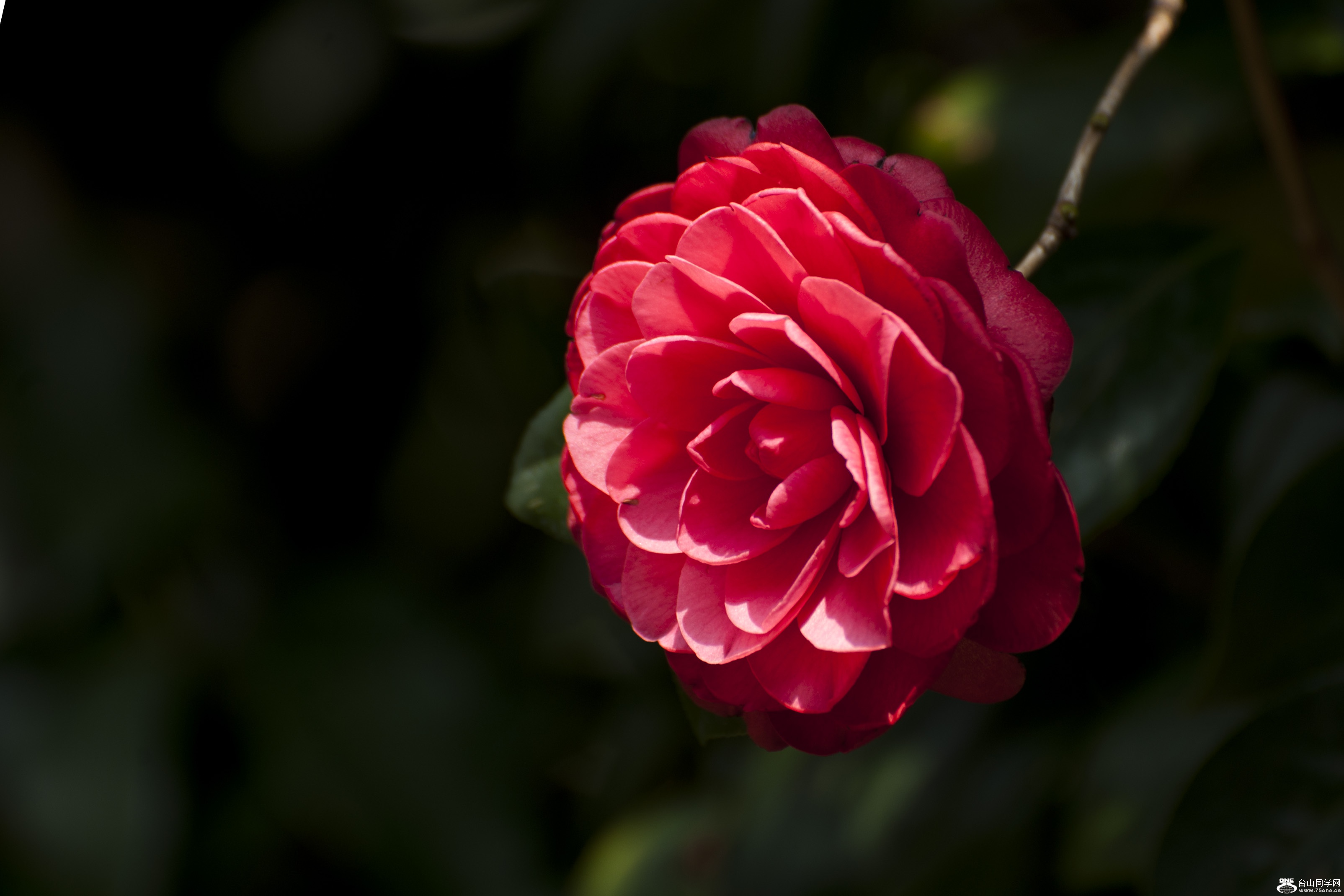  (2) DSC_0158.jpg