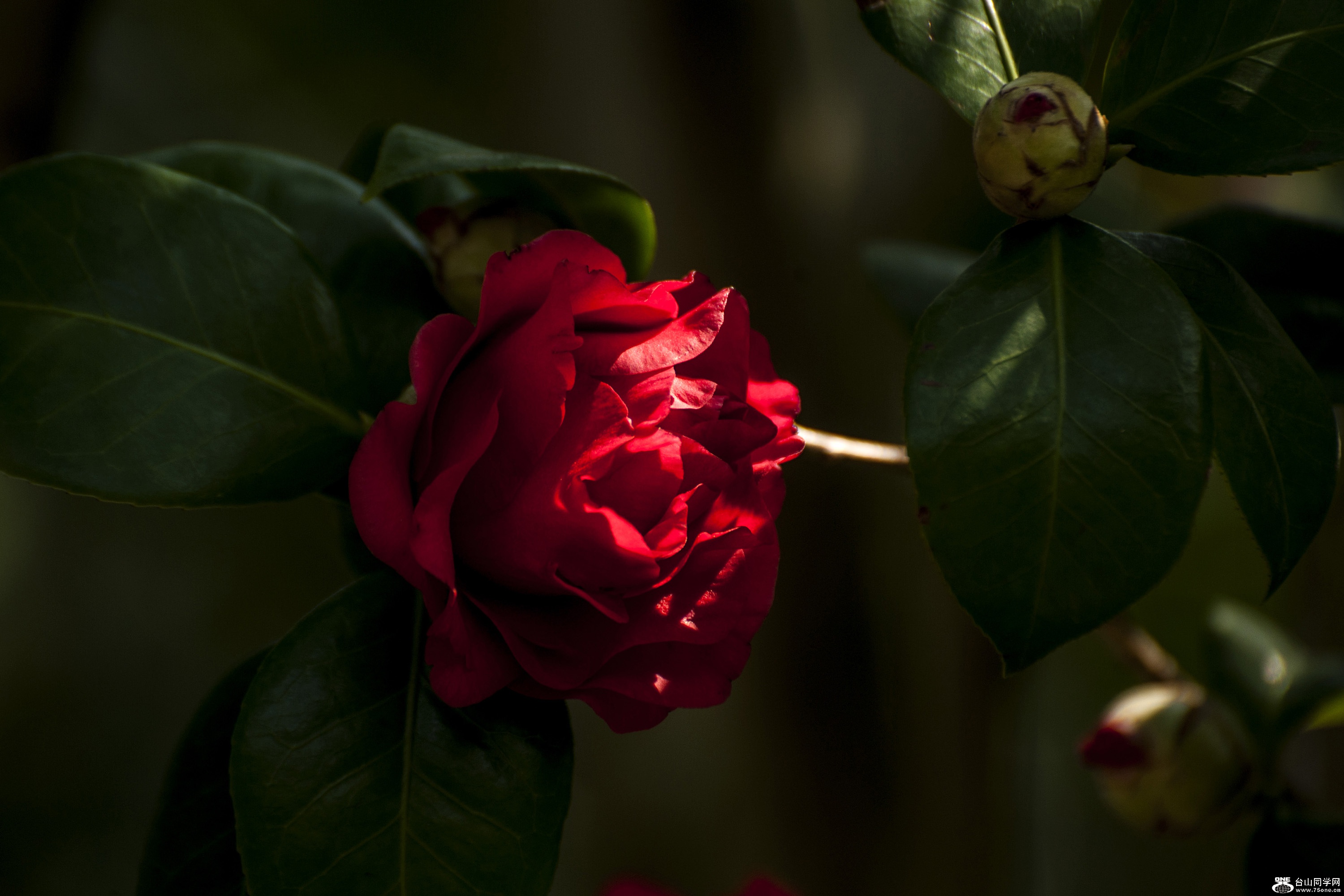 DSC_0093.jpg
